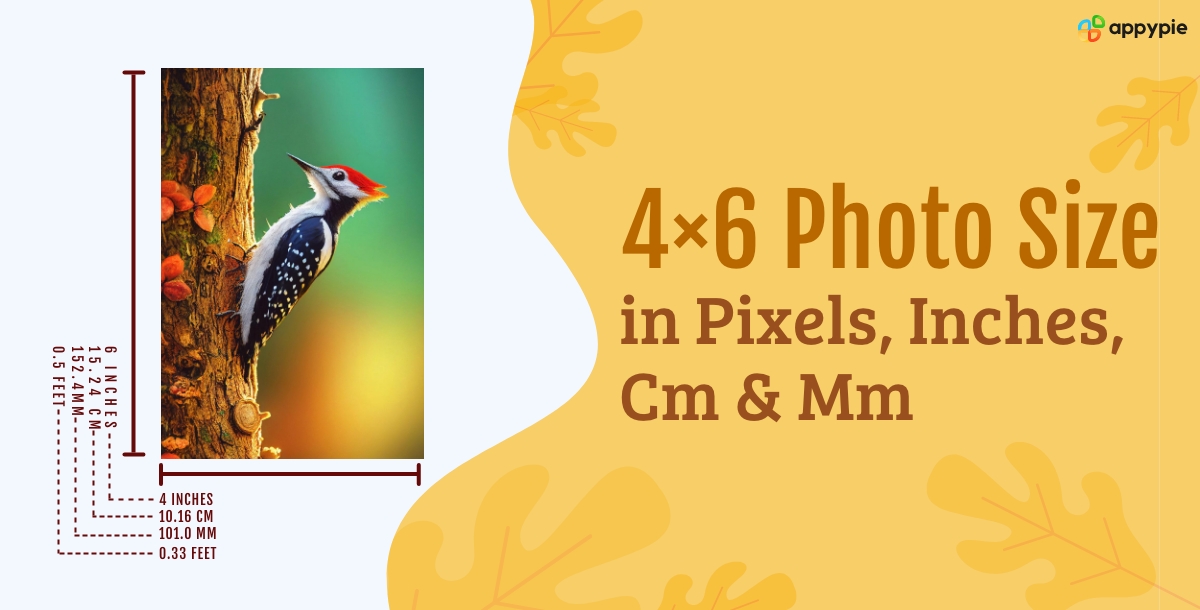 4x6 photo size in pixels, inches, cm & mm